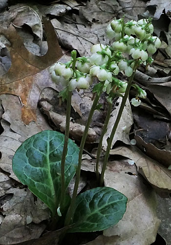 Pyrola americana - Pyrola rotundifolia  - Roundleaf Pyrola, stem, leaf 